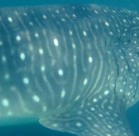 09ae492e-03e1-467d-a8a5-7caf8e36bb1d