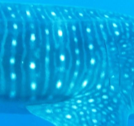 f5ae2559-da73-4ada-a479-70be4370b06e