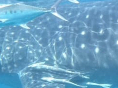 4dac0066-5384-4ec6-8693-aee05be56d88