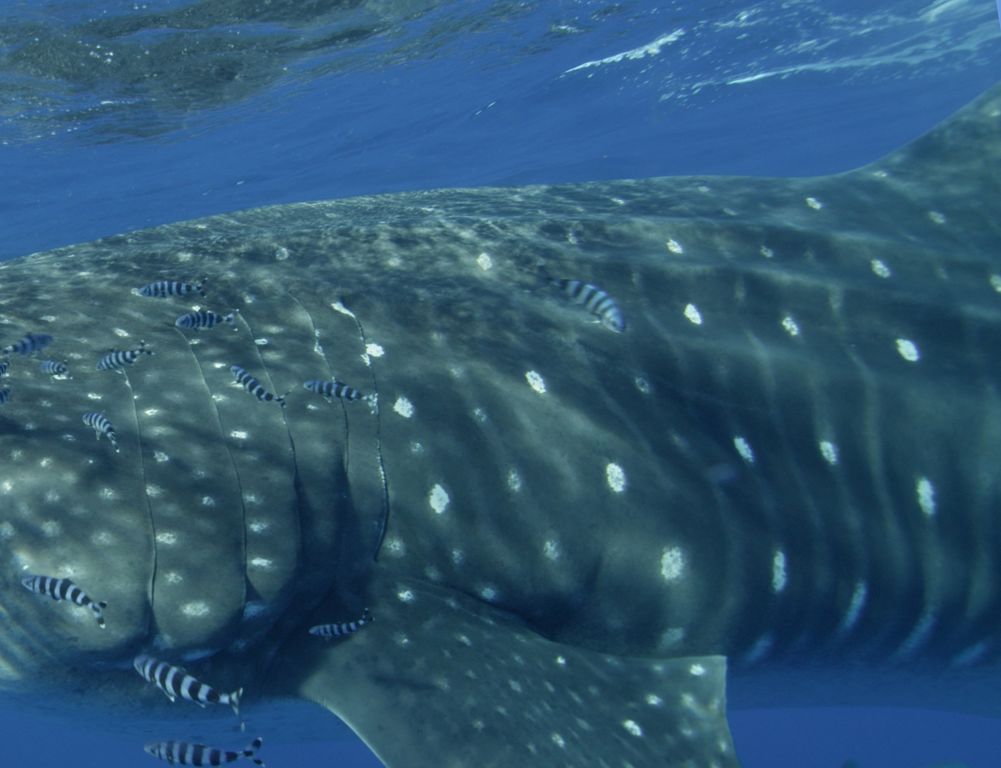 17bc601a-45f1-4589-9b77-946f0668fbe6