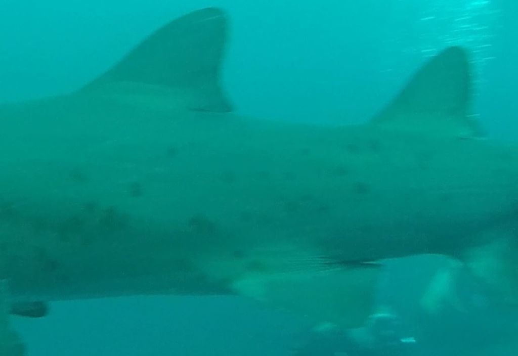 793d0a95-f94d-477e-8eed-a776bf767911