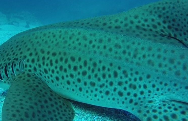 a62dc779-4720-4379-9956-9be28e2e9720