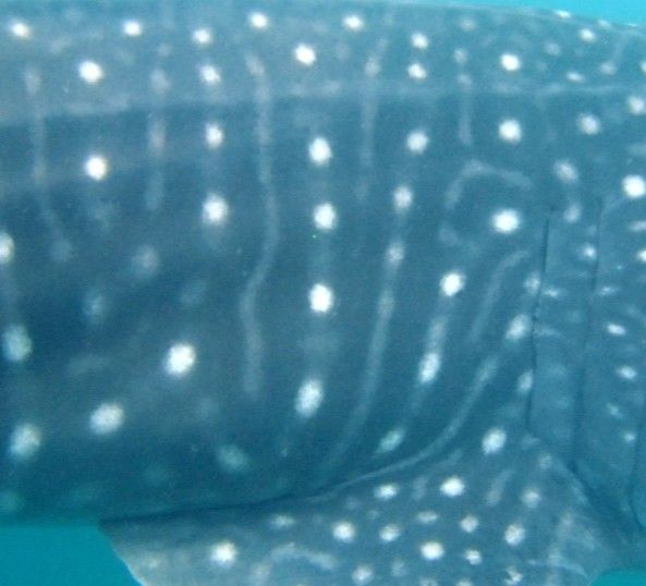 a52dd046-c8f6-4952-98a7-2a924e46f774