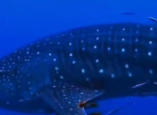 cdfeeae0-6589-4b01-9990-a612bd2212d8