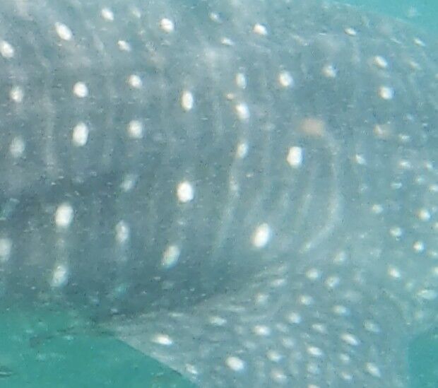 068e2fc5-db9e-4047-bd90-12256eebd2a9