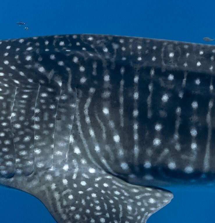 b5d688b7-415d-4ae9-b02f-0c1bf935c5b0