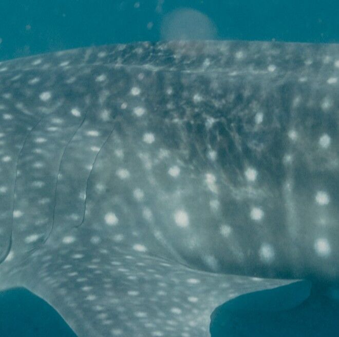 61f5f45b-52e5-4391-ad39-592733969730