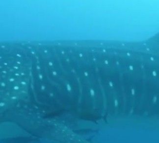 d7c556b4-1cde-4240-ad67-a09f84c81883