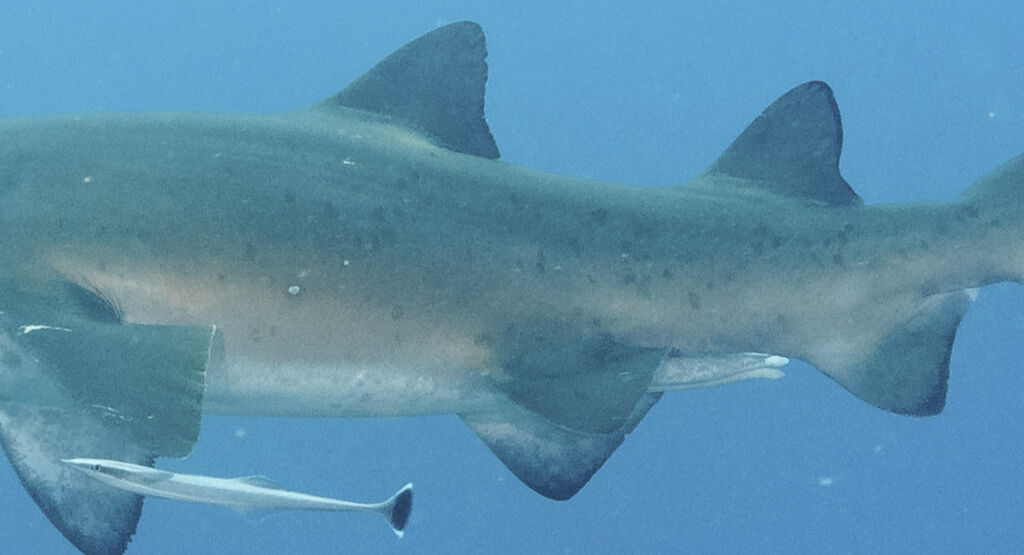 1ef6b457-bcc0-44c8-a79b-7d747a9068fd