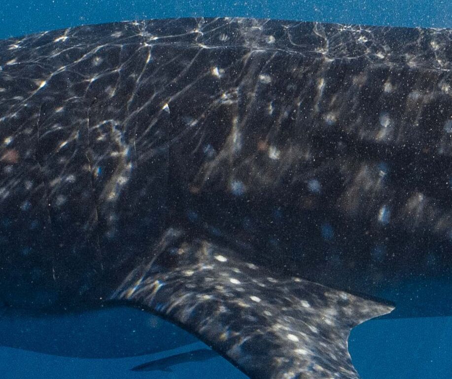 5a26cb63-37e4-4915-b944-7ed6738a4295