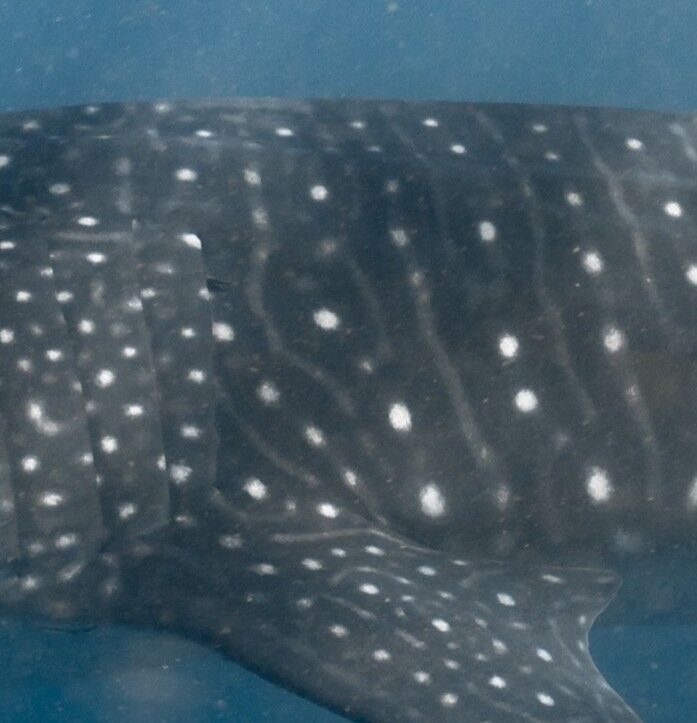 37d63263-c223-4ba0-9752-c09b5a06d5a8