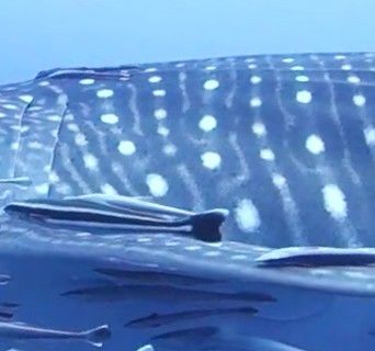 5d7240cf-0eb5-4353-aad4-be8369f4c875