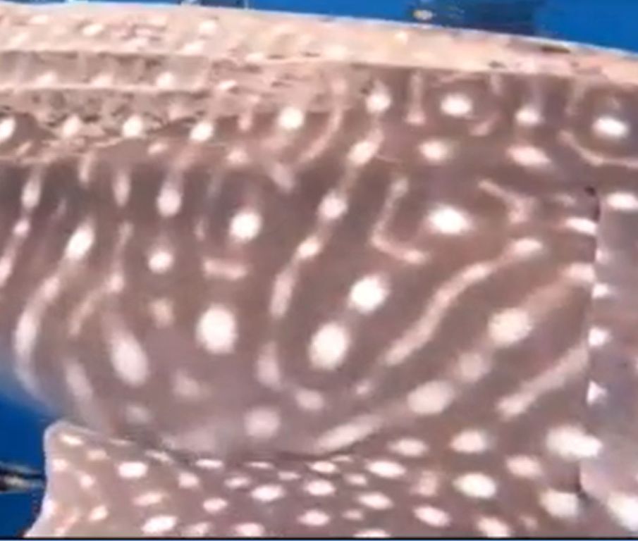 9406f2cc-2af7-4ffb-bbed-1934a2f4233d