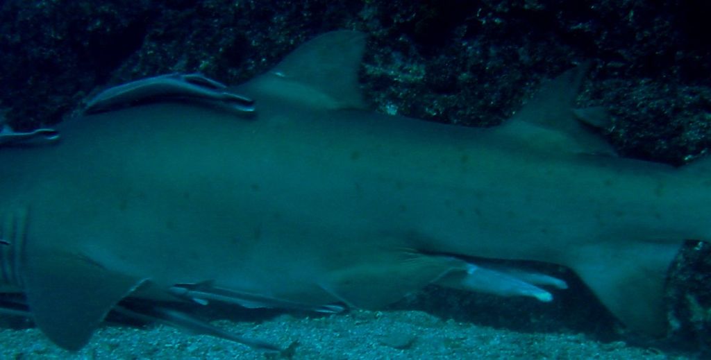 057cef94-2c2a-4f6b-802e-a9cf68c99e06