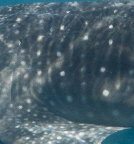 72c1a82a-1a62-432c-825b-623fc093a762