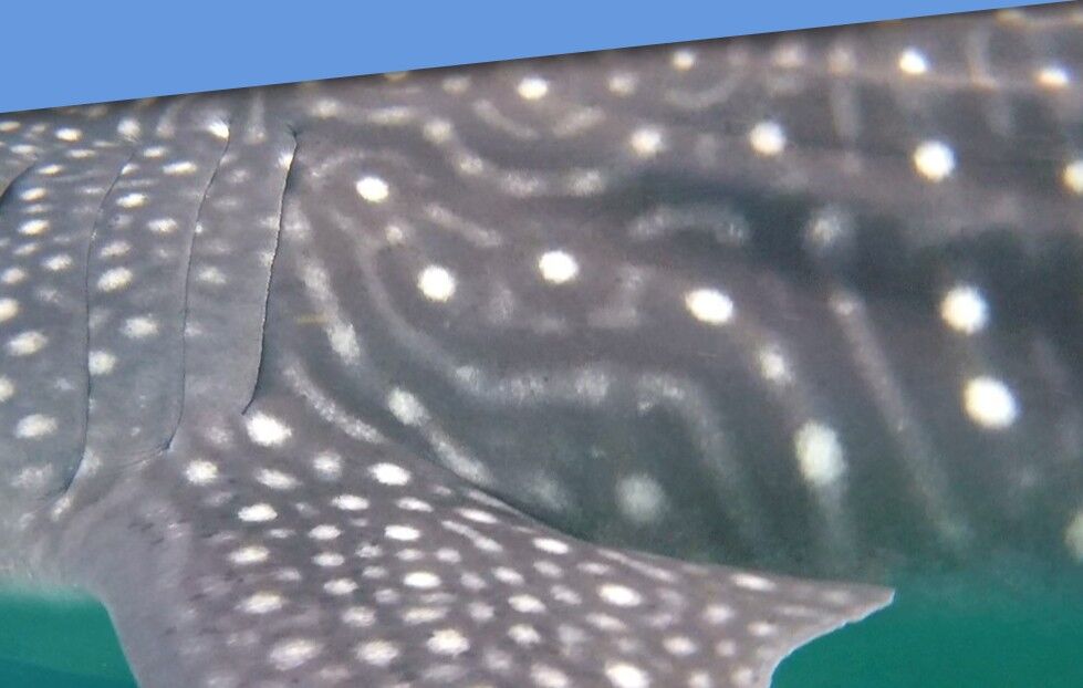 dc1c0b5e-89a6-4a39-b36f-5e8616ec8409