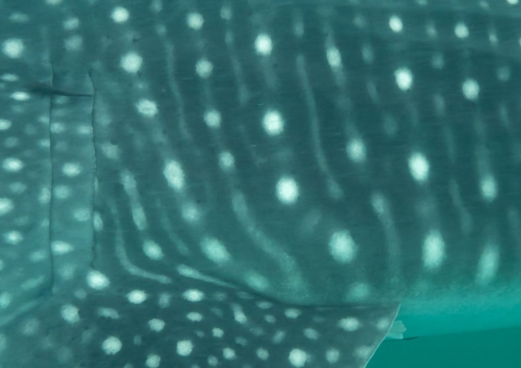 bdf9373e-589f-41bd-84d9-64adea454f69