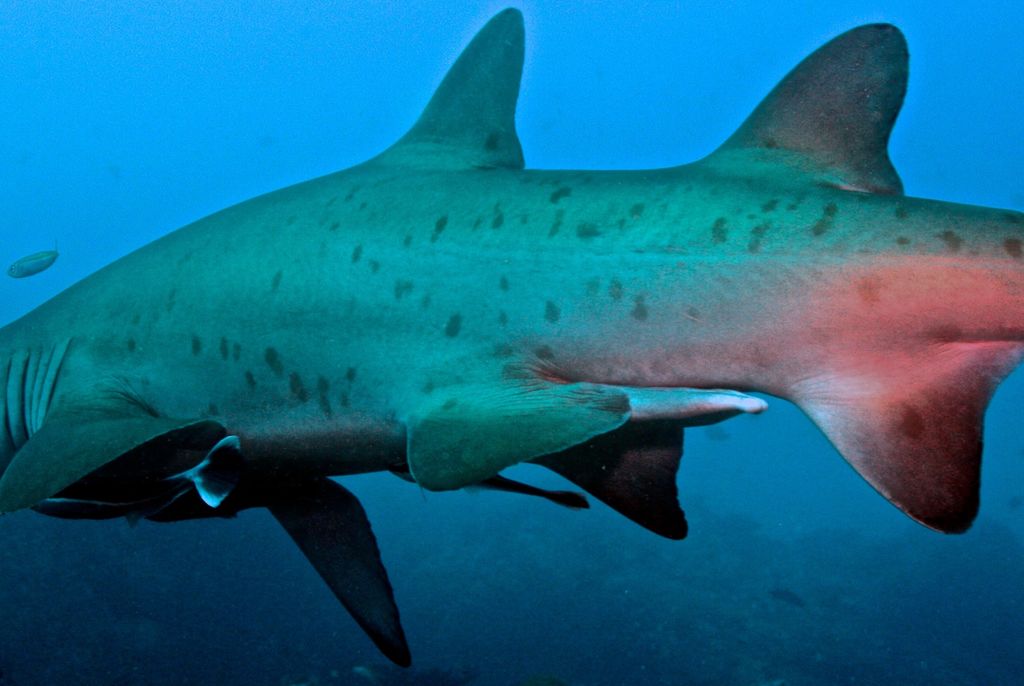 78ef8a7a-a531-496f-9d74-61da52c3797e