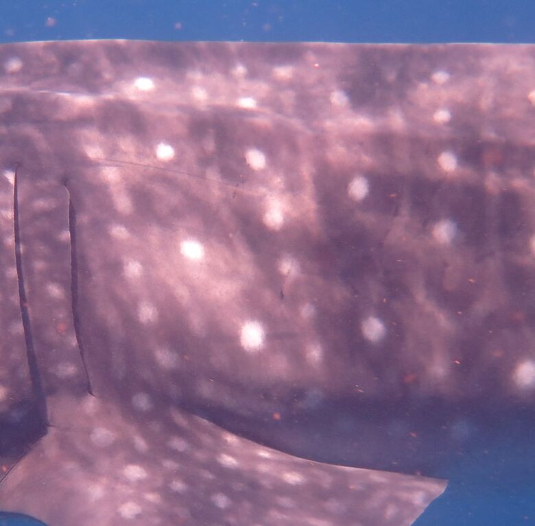 4f0598f7-b08f-415e-8d85-21cf5c75d485