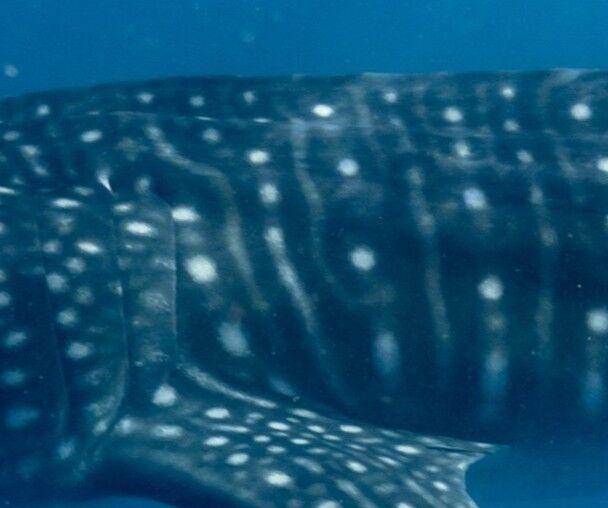 087852bd-69c8-4cb9-bfd0-ddb1a047c319