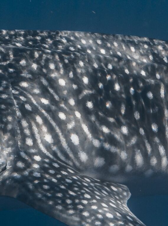 339d5395-7ce7-481f-965b-6f40eb859f5e