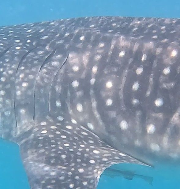 b0194162-9f8b-4951-8e26-00e7b695aee6