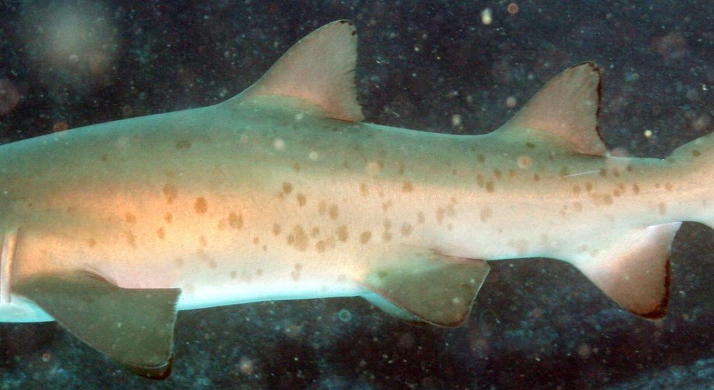 068458e0-6112-4382-a925-08f4214352b9