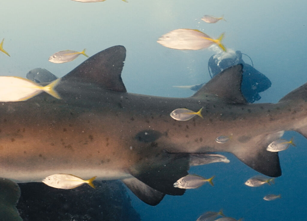 e0b9f934-4825-4126-bd2c-3ac0a3be7b6e