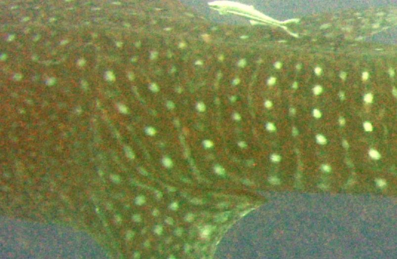 53e06027-f560-4b5a-9289-4324800f75b0