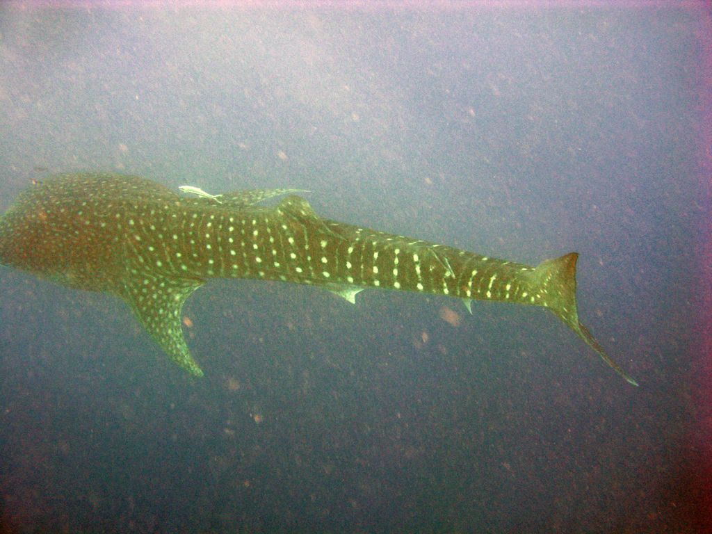 53e06027-f560-4b5a-9289-4324800f75b0