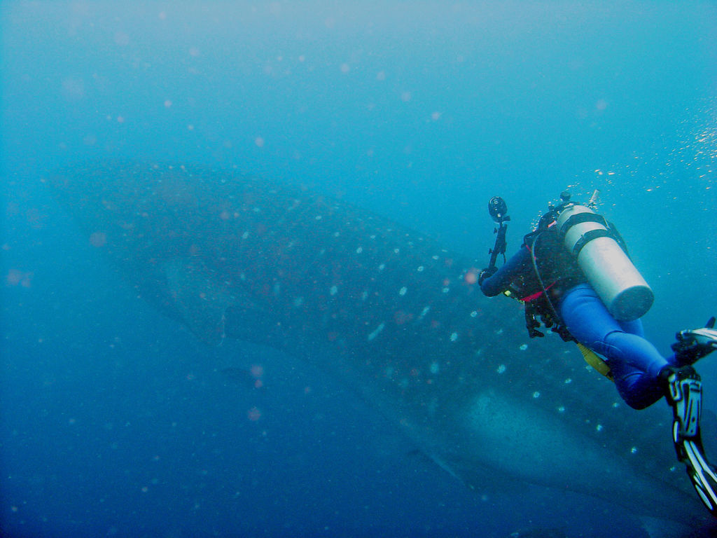 d54feeff-52d3-488c-8e2a-a1e40f9c524c