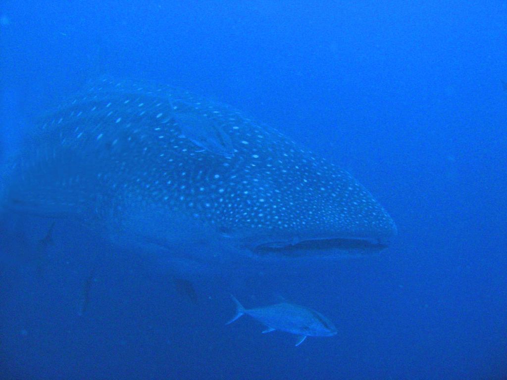 d54feeff-52d3-488c-8e2a-a1e40f9c524c