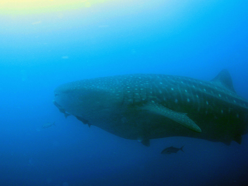 a4ed9d9b-3544-41fc-bb17-b00d3ff1e051