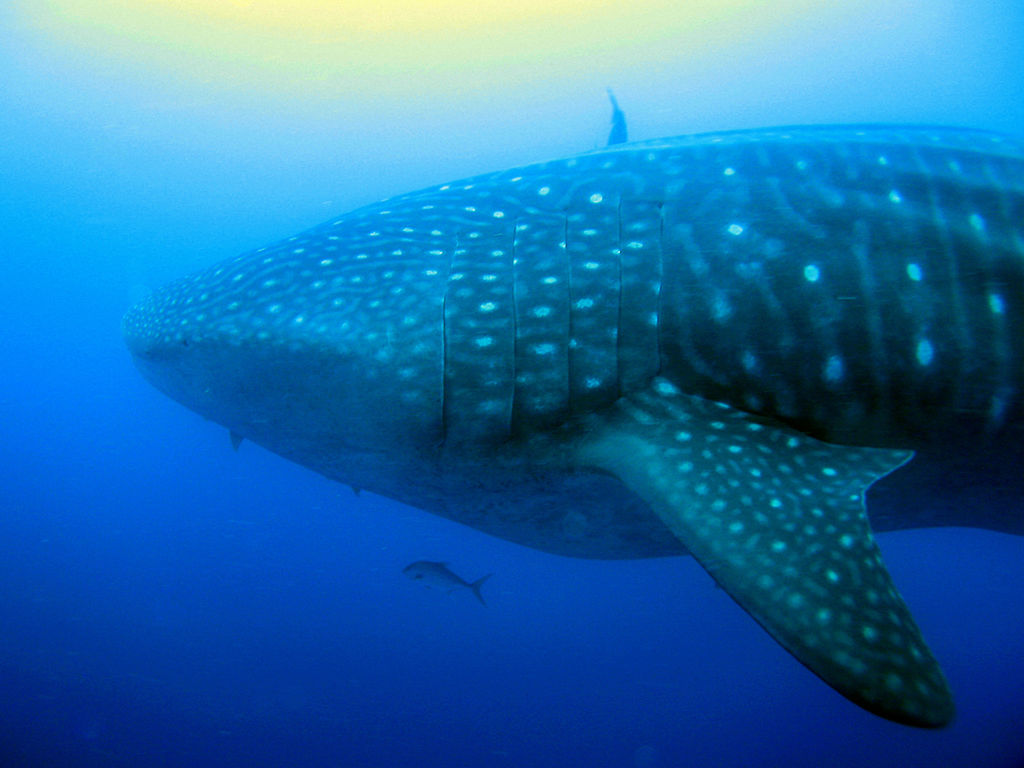 a4ed9d9b-3544-41fc-bb17-b00d3ff1e051