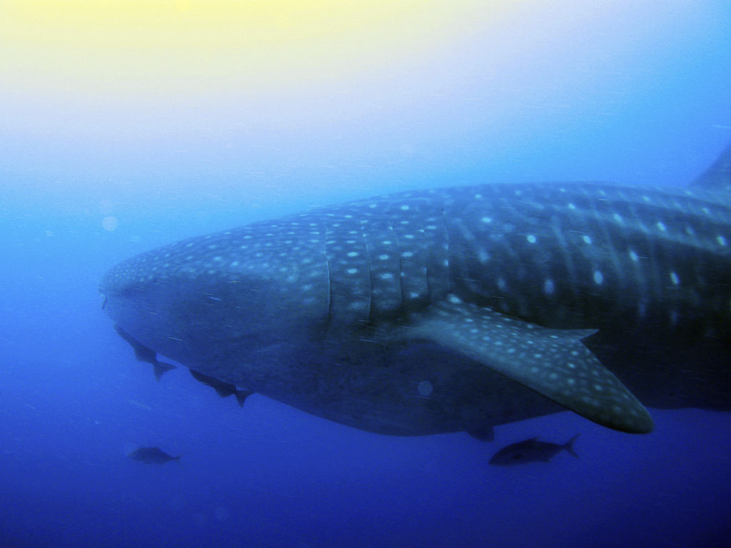 a4ed9d9b-3544-41fc-bb17-b00d3ff1e051