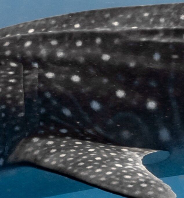 ec980c4f-71b4-4fb3-9a2b-0f6f54723e03