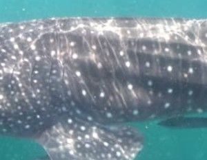 22acd44a-ee70-44d8-879b-2231ea10ea85