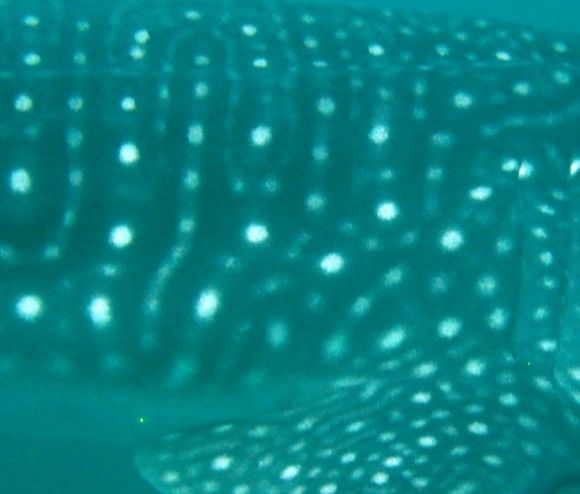 734fe89f-6fd7-43de-8f89-90c879613ede