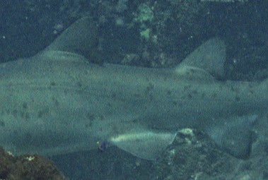 4a769c10-5cfa-46b0-a954-424f0c6a09af