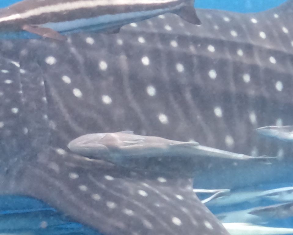 63a432db-1adc-48ed-ae76-c77c35cfd9ec