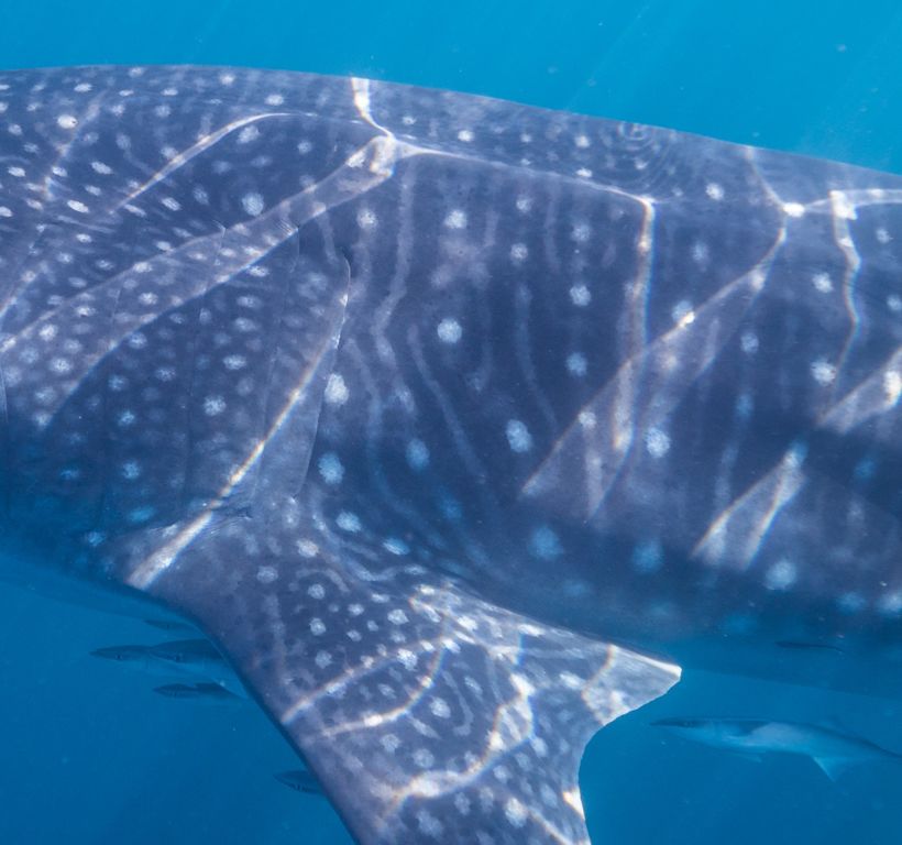 9e35d794-02b5-4b70-9726-c412eefaef1f