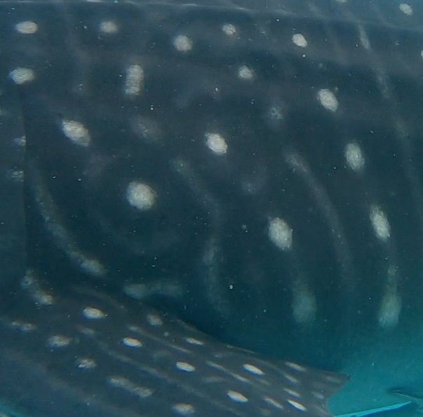 545c87e8-b3bf-4aed-b8d4-c98d1e69ad0d