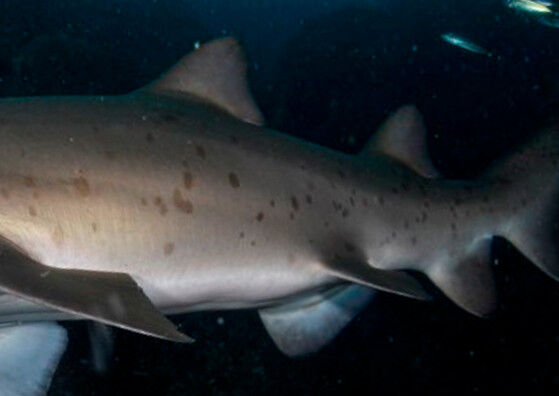 bb13d263-0503-4d6b-a1f7-dde2da0ee295