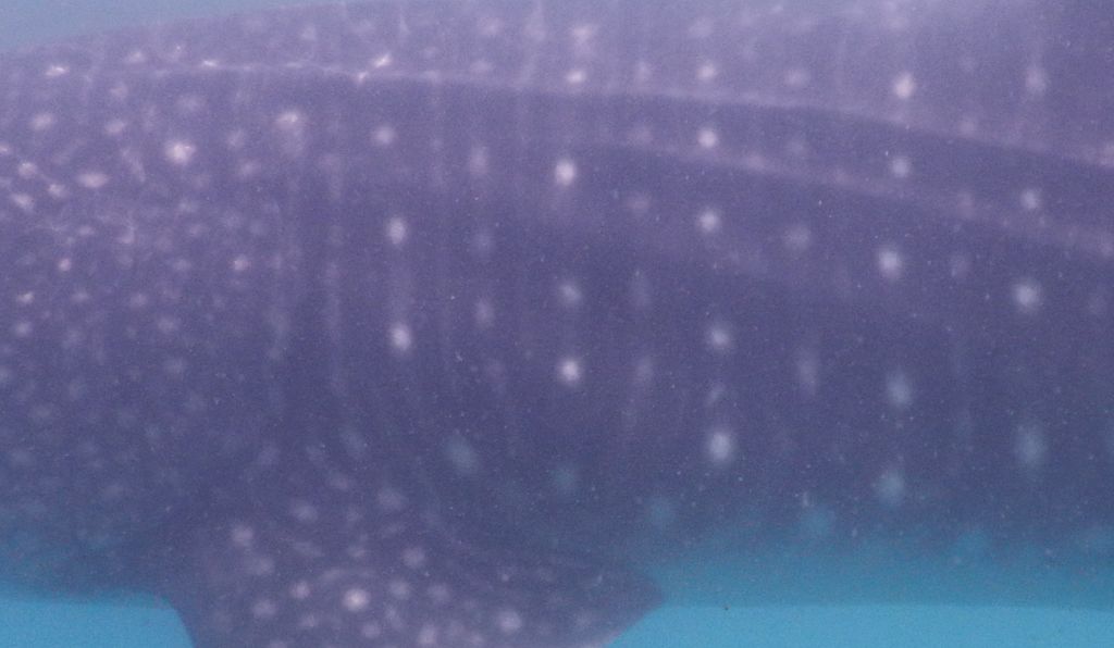 38be2b5f-c497-4a88-8185-f883d214727b