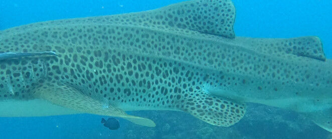 3844dabb-bcab-4cea-a690-0ea748d52171