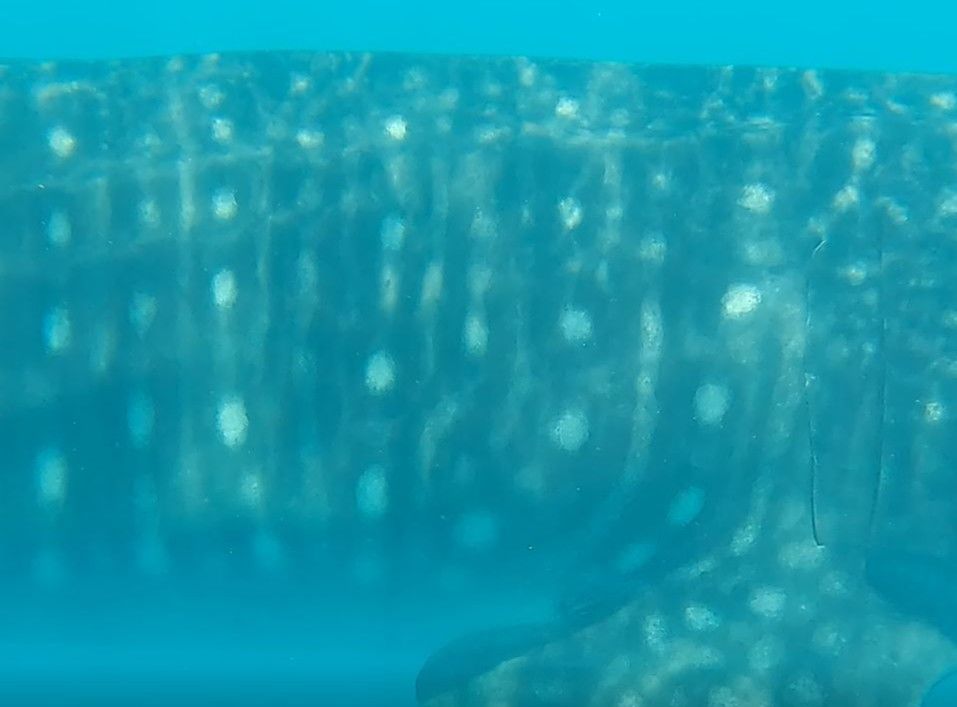 3217982d-c99c-4b0b-a0f7-0c2a11a7bddd