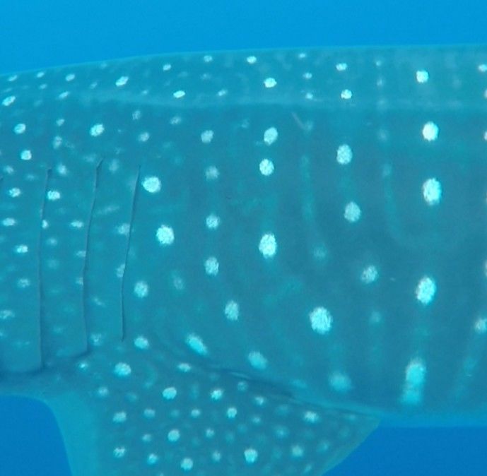 2edb7da7-076d-4c60-b358-b49a182006bd