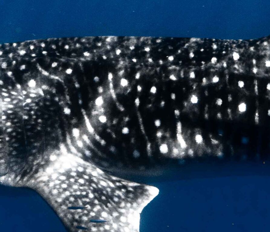 f20a5ba4-4f60-450b-ae18-154c51cd360e