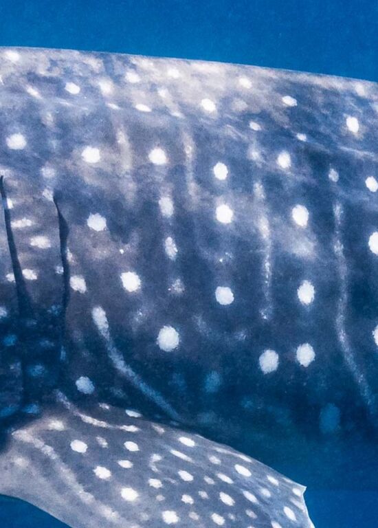 86fb806f-f102-4b99-8a4e-8490f5f3162b