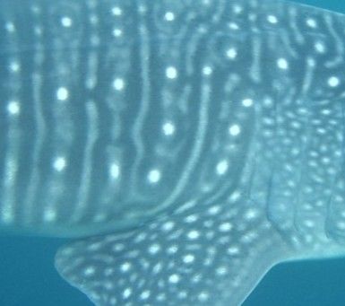 e6931945-8453-4d7b-a3b1-c2b2bba3d229